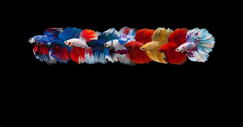 FAQ – Thailand Betta Fish.